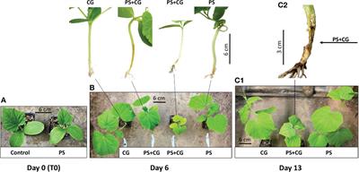 Rapid defense mechanism suppression during viral- oomycete disease complex formation